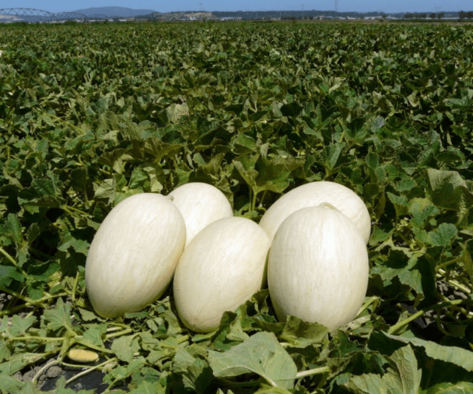 Melon type Branco Melon type Branco