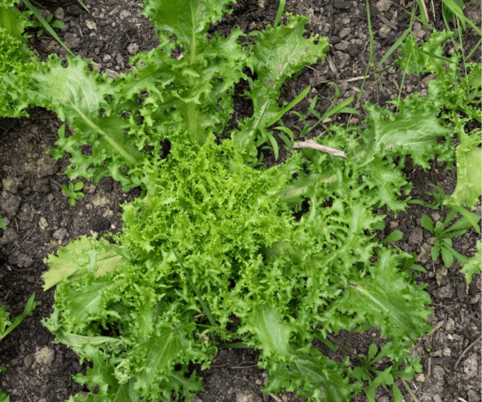 CIGAL RZ Frisée CIGAL RZ Frisée