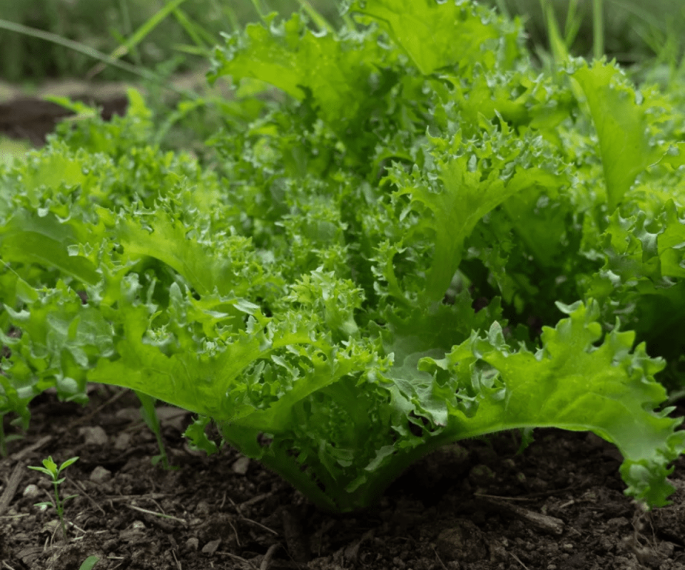 TIKODAL RZ Frisée TIKODAL RZ Frisée