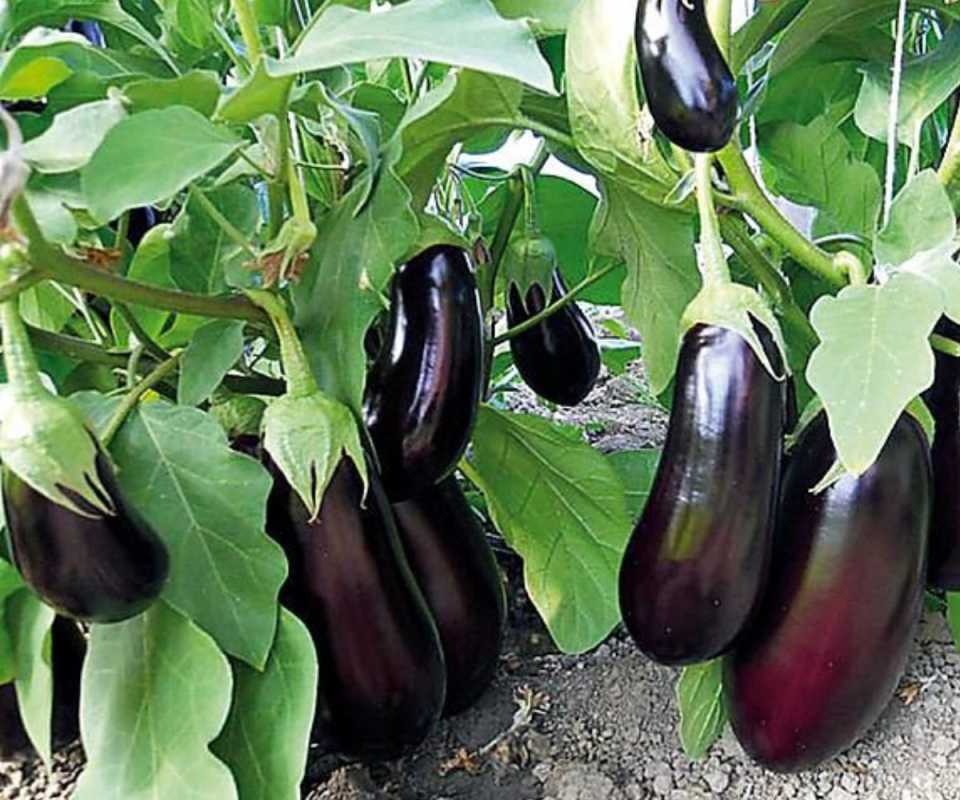 Aubergine > SHARAPOVA RZ F1 (10-203