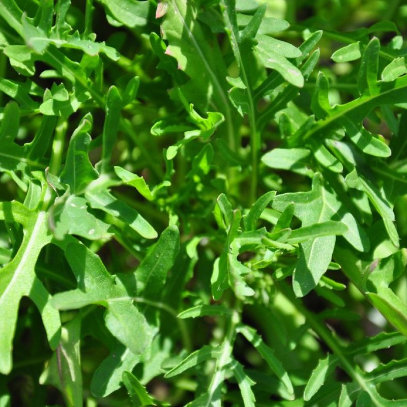Roquette